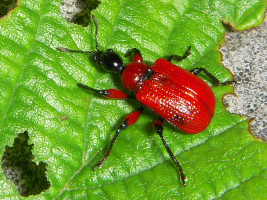 Coleotteri: Apoderus coryli